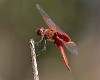 Tramea stenoloba male-3554